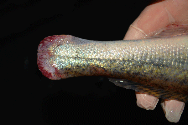 Vor allem bei Problemen in der Zanderzucht innerhalb geschlossener Kreislaufanlagen liefert Smartfisch UG Beratung zur Selbsthilfe der Anlagenbetreiber.